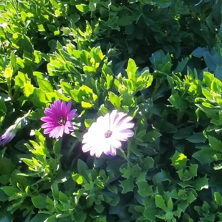 Ariadamare Bed and breakfast