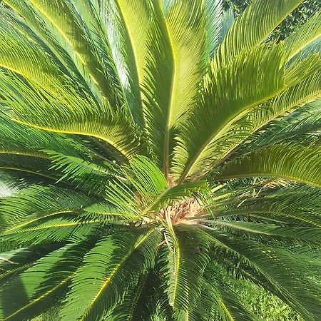 Ariadamare Bed & Breakfast Sanremo